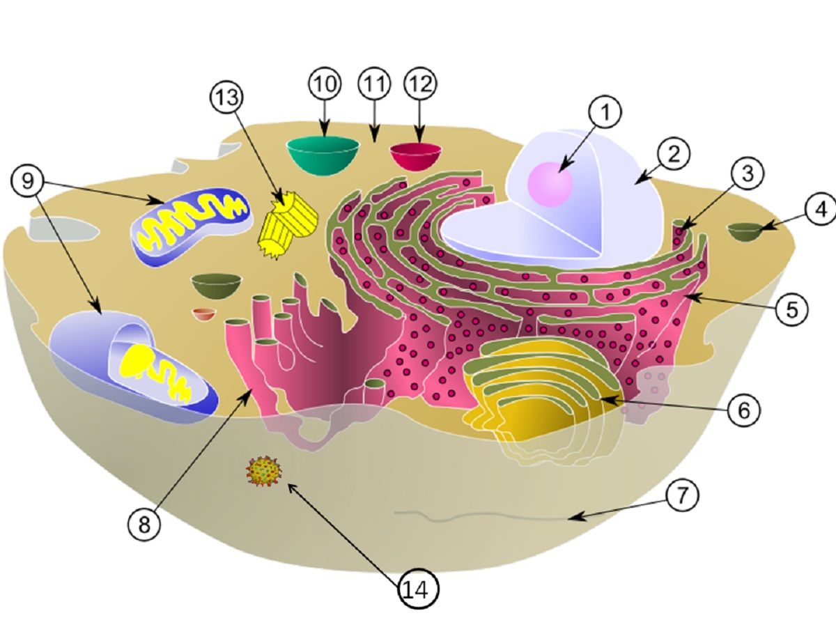 Best Ribosomes Pick Up Lines And Rizz